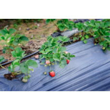 Pretnezāļu plēve zemenēm ar caurumiem 1,2 × 5 m, melna – nezāļu kontrolei un stādu audzēšanai / gab