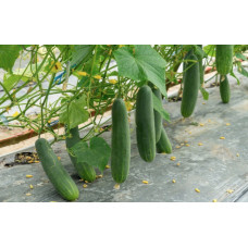 Pretnezāļu plēve gurķiem ar caurumiem 1 × 5 m, melna – nezāļu kontrolei un stādu audzēšanai / gab