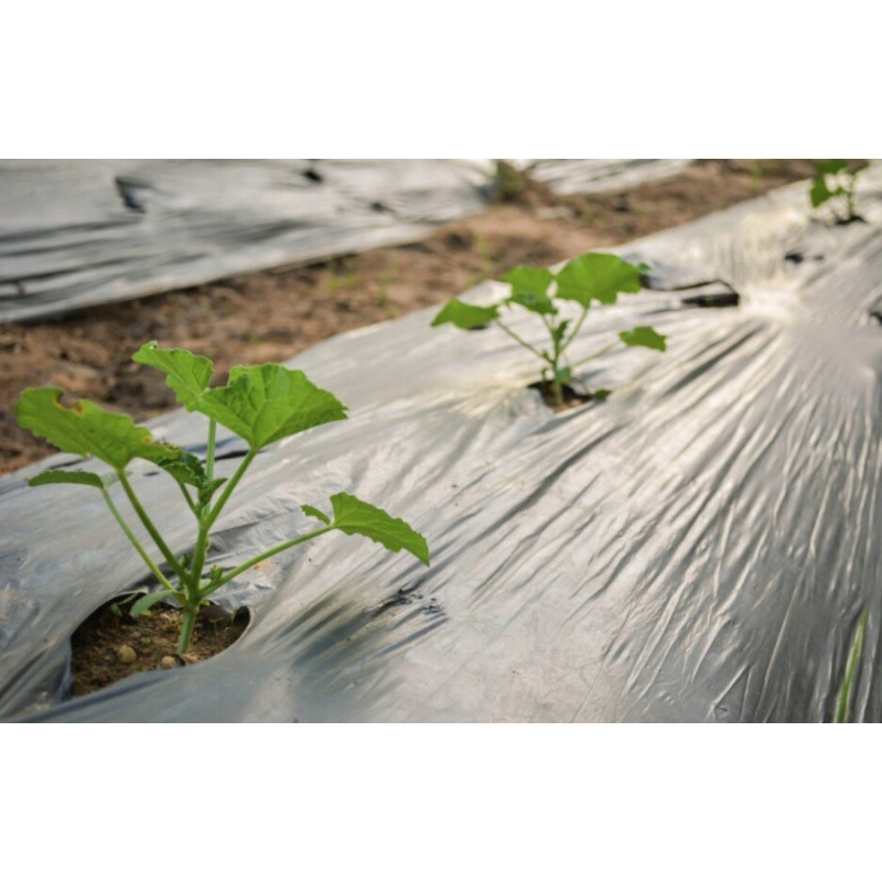 Pretnezāļu plēve gurķiem ar caurumiem 1 × 10 m, melna – nezāļu kontrolei un stādu audzēšanai / gab