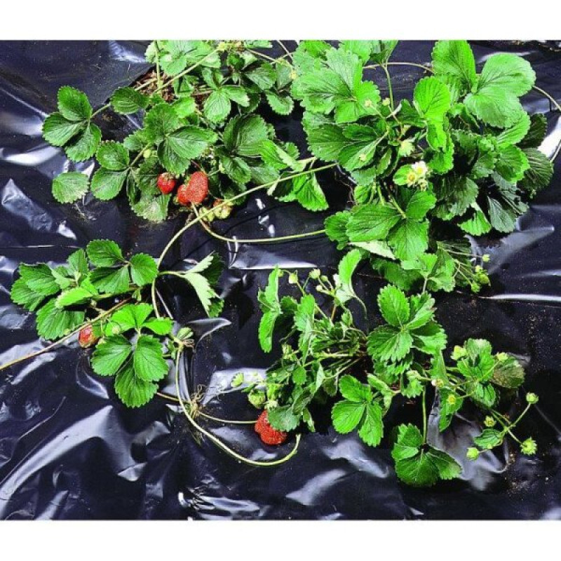 Melna polietilēna plēve BLACK COVER 1,40 x 10m / gab