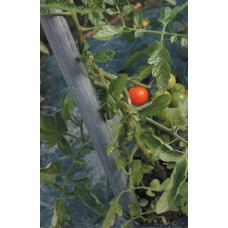 STAND UP – Plastmasas miets dārzeņu balstīšanai 1,8m / gab