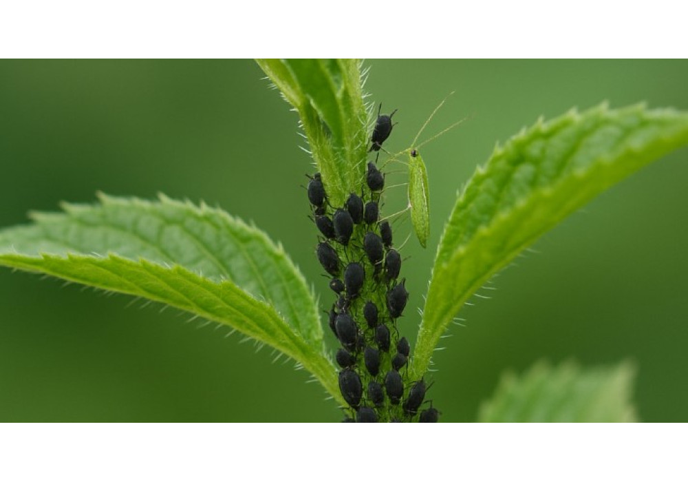 Efektīvs veids cīņā ar laputīm